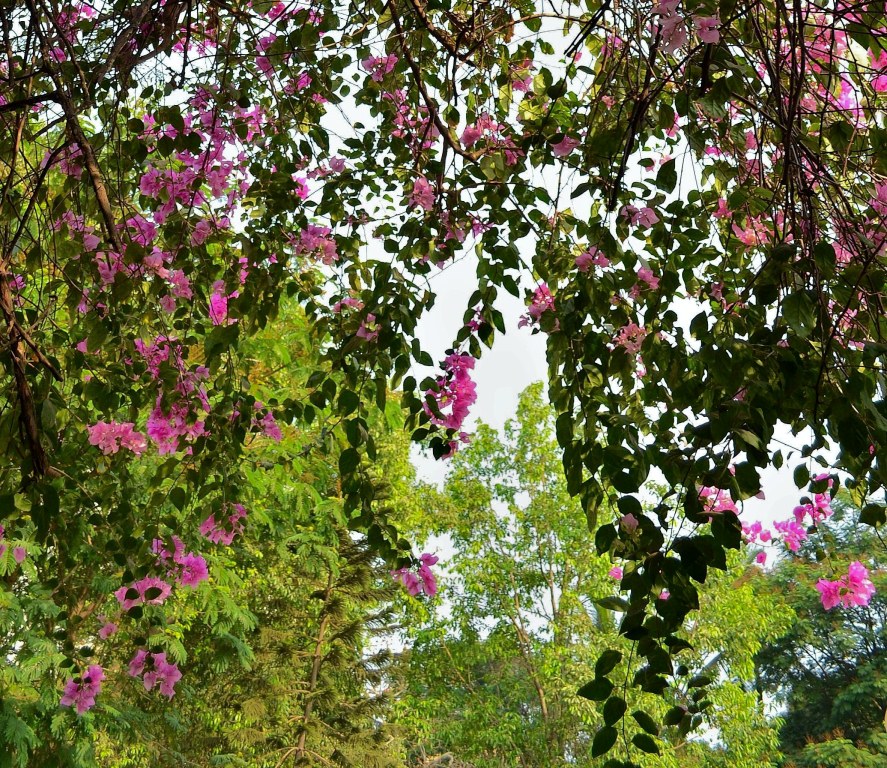 Bougainvillea