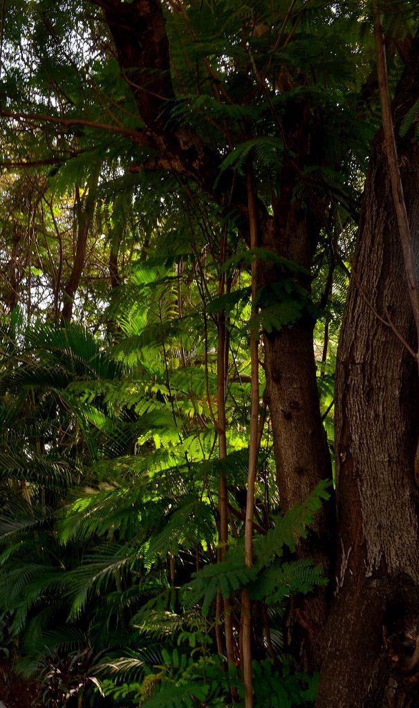 Sunlight filtering through trees