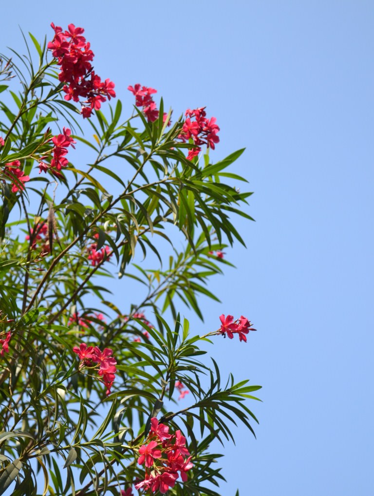Deep pink Oleander flowers