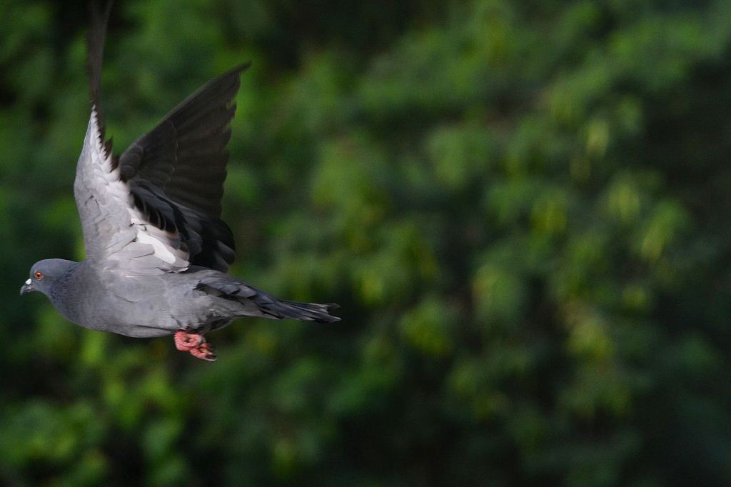 Flying pigeon
