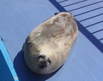 アザラシファン御一行様のとっかりセンター 2006年8月26日 | 海獣記