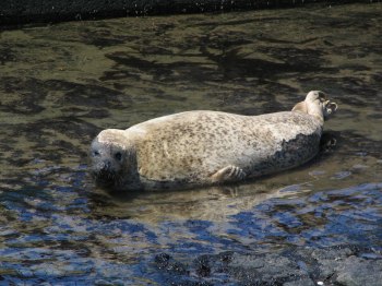春のおたる水族館 ゴマフアザラシとゼニガタアザラシプールは阿鼻叫喚