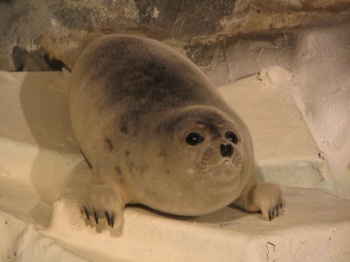 斜里町立知床博物館のアザラシ展示 2005年11月13日 | 海獣記