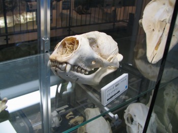 斜里町立知床博物館のアザラシ展示 2005年11月13日 | 海獣記