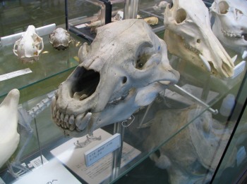 斜里町立知床博物館のアザラシ展示 2005年11月13日 | 海獣記