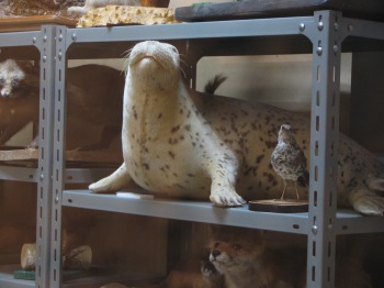 斜里町立知床博物館のアザラシ展示 2005年11月13日 | 海獣記