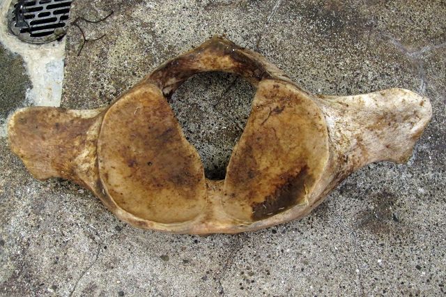 拾ったクジラの骨を、洗浄・漂白して標本にした方法の紹介 | 海獣記