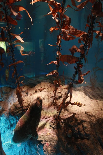 アザラシの祖先の化石などあるよ！～国立科学博物館のアザラシ展示