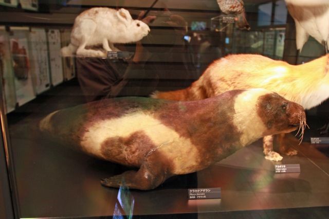 アザラシの祖先の化石などあるよ！～国立科学博物館のアザラシ展示