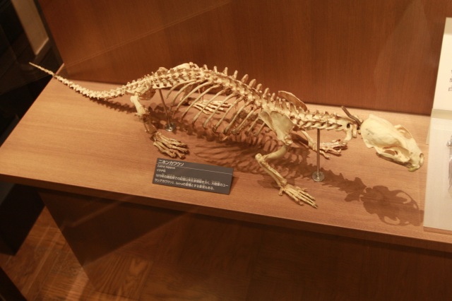 アザラシの祖先の化石などあるよ！～国立科学博物館のアザラシ展示
