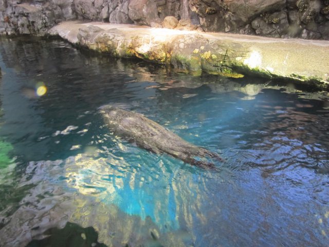 海遊館その②～アザラシ・アシカプール～ | 海獣記