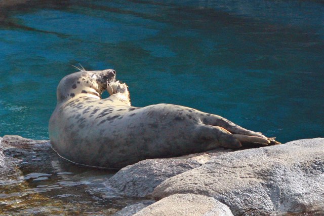 鳥羽水族館のアザラシたち | 海獣記