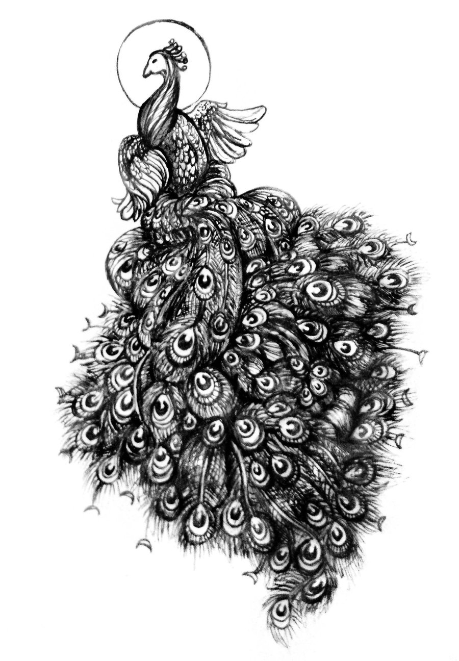 Peacock Feather Drawing Tattoo Designs Drawing Free Image