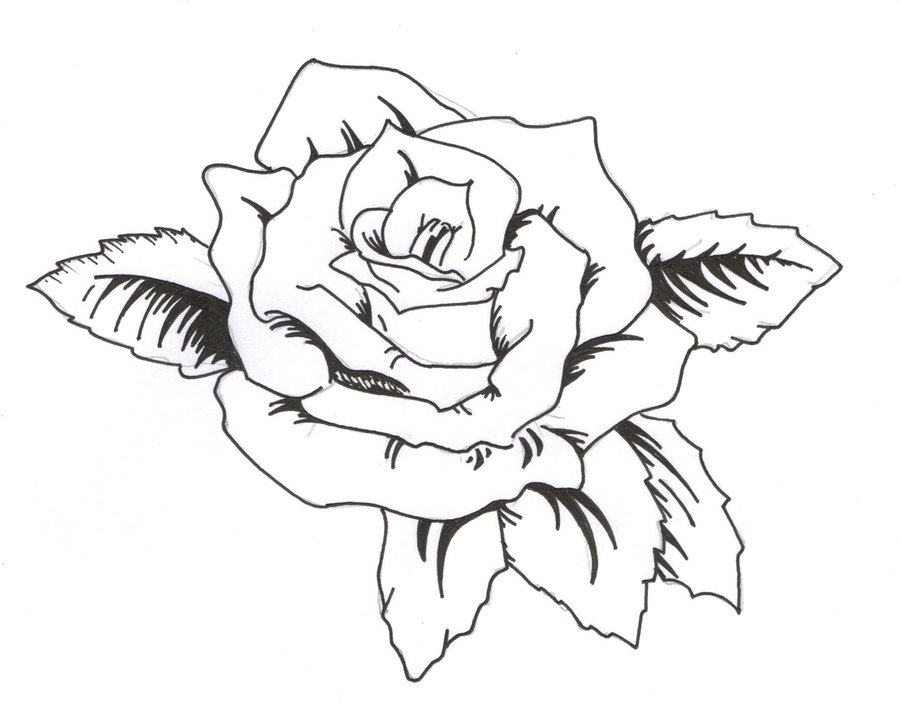 İllustration Of Rose Tattoo Drawing Outline Free Image Download 707_x_900_jpg