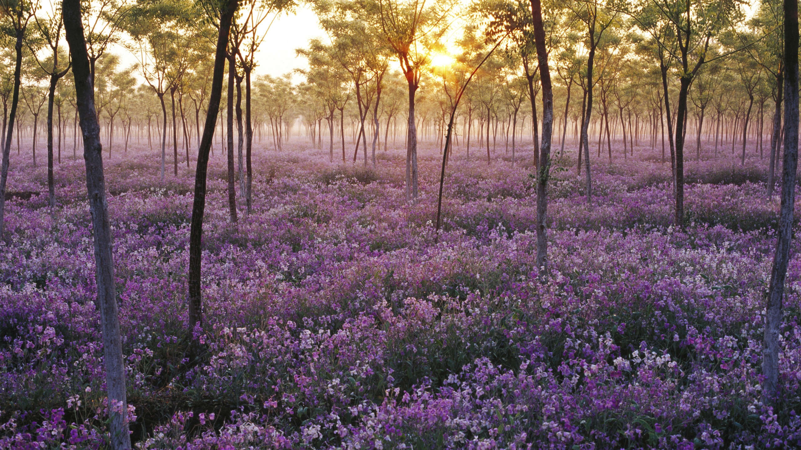Flowers play a big role in our lives. Field Of Purple Flowers In The Forest Free Image Download