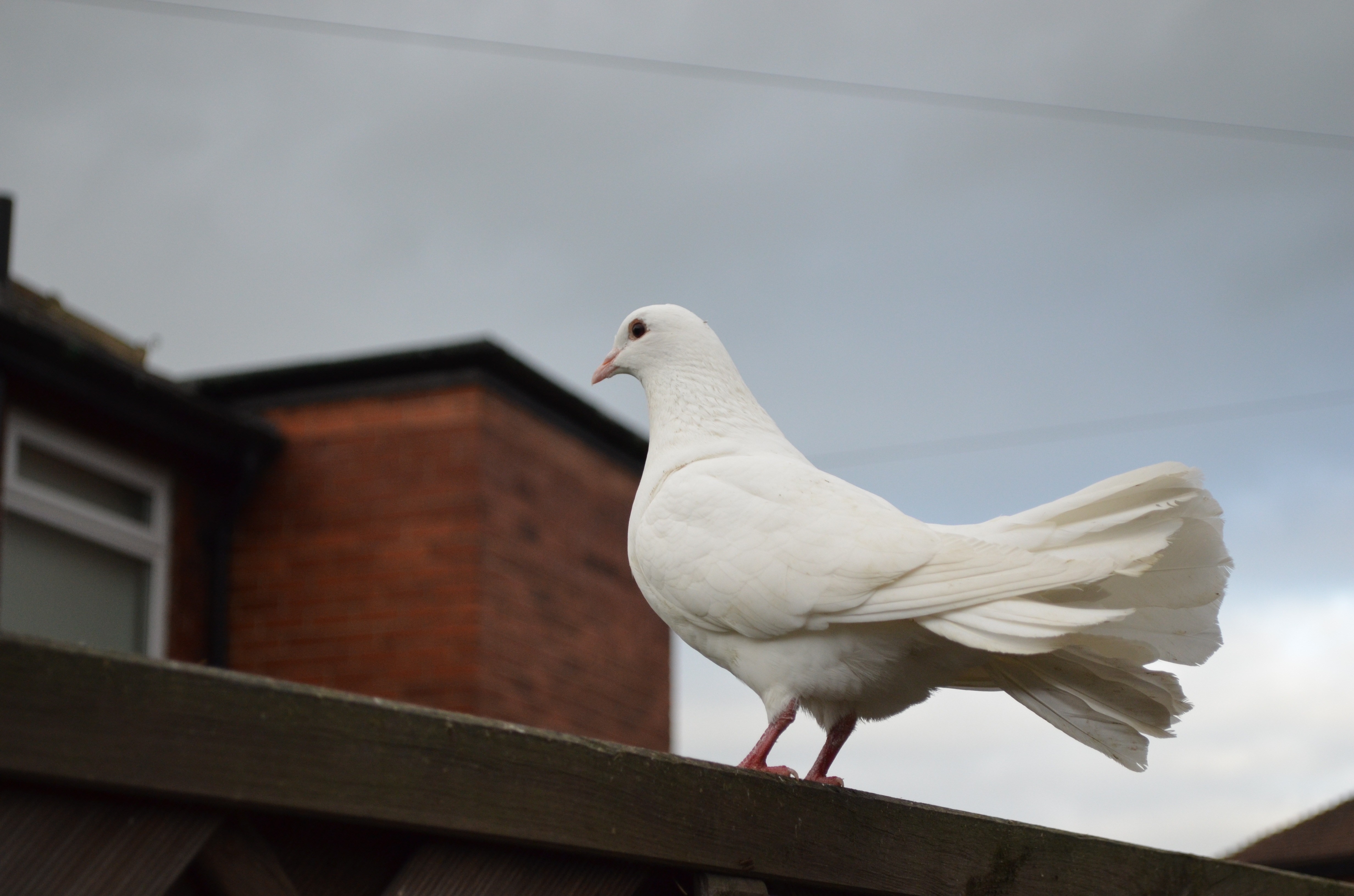 White Dove Bird On A Roof Free Image Download 3264_X_4928_jpg