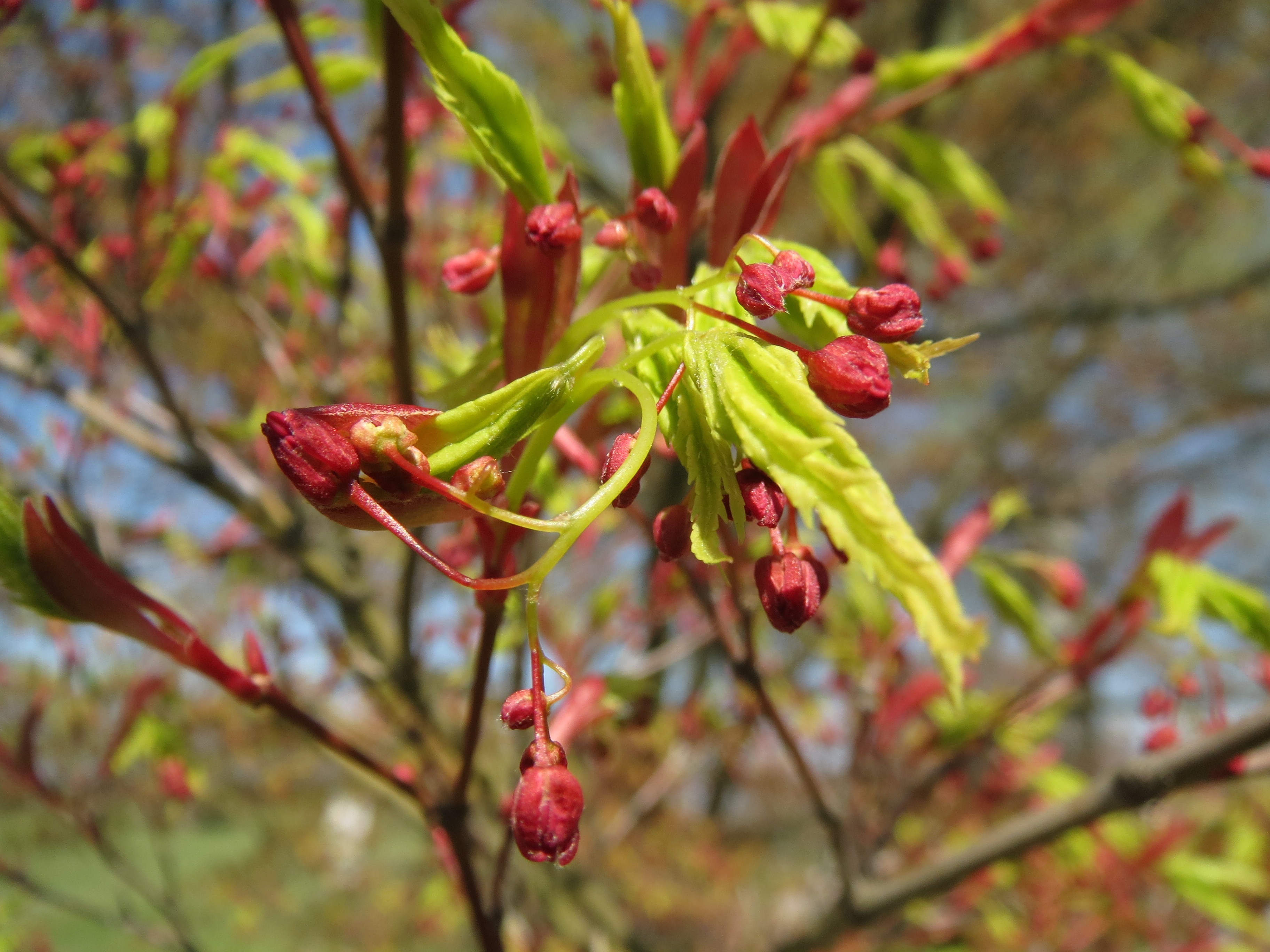 Provides a good overview and pictures of silver maple flowers. Japanese Maple Tree With Flowers Free Image Download