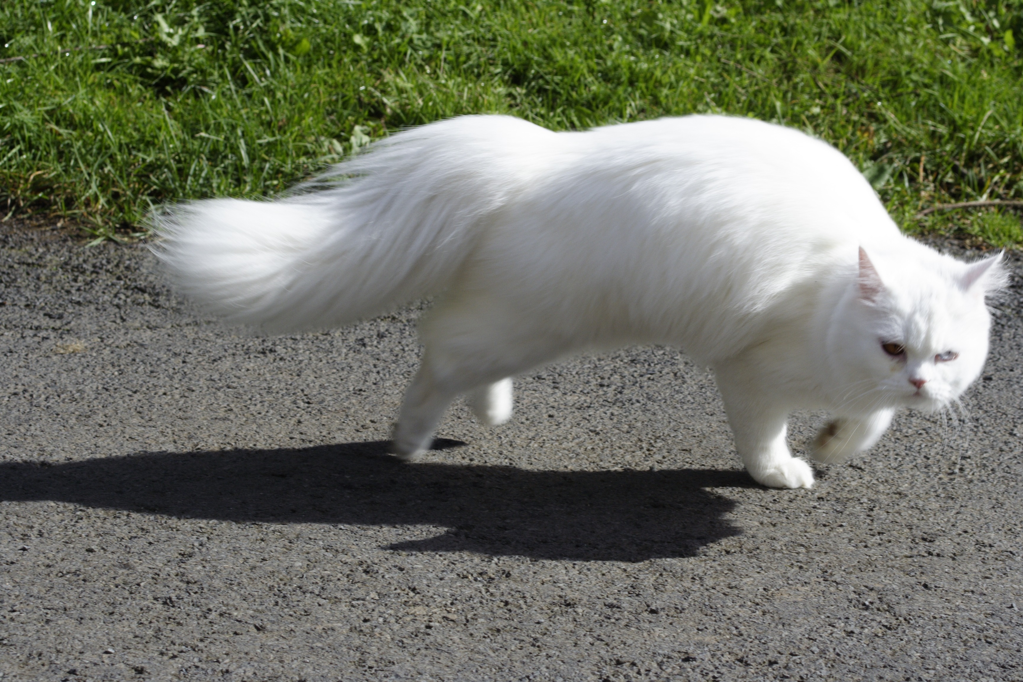 White cat with fluffy tail