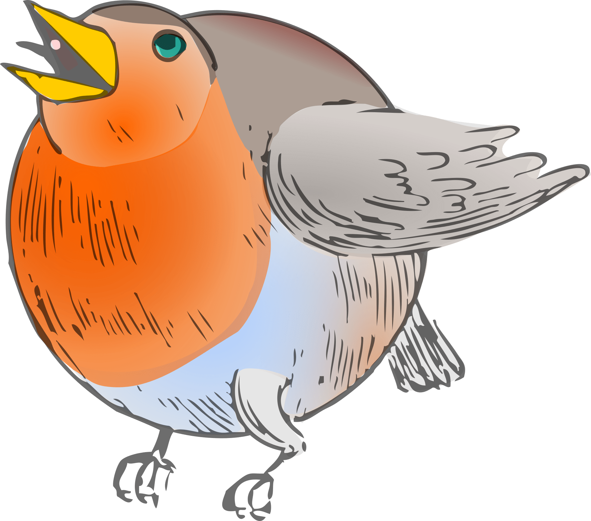 ٢٥ ذو الحجة ١٤٤٢ هـ. Drawing Of A Robin Bird On A White Background Free Image Download