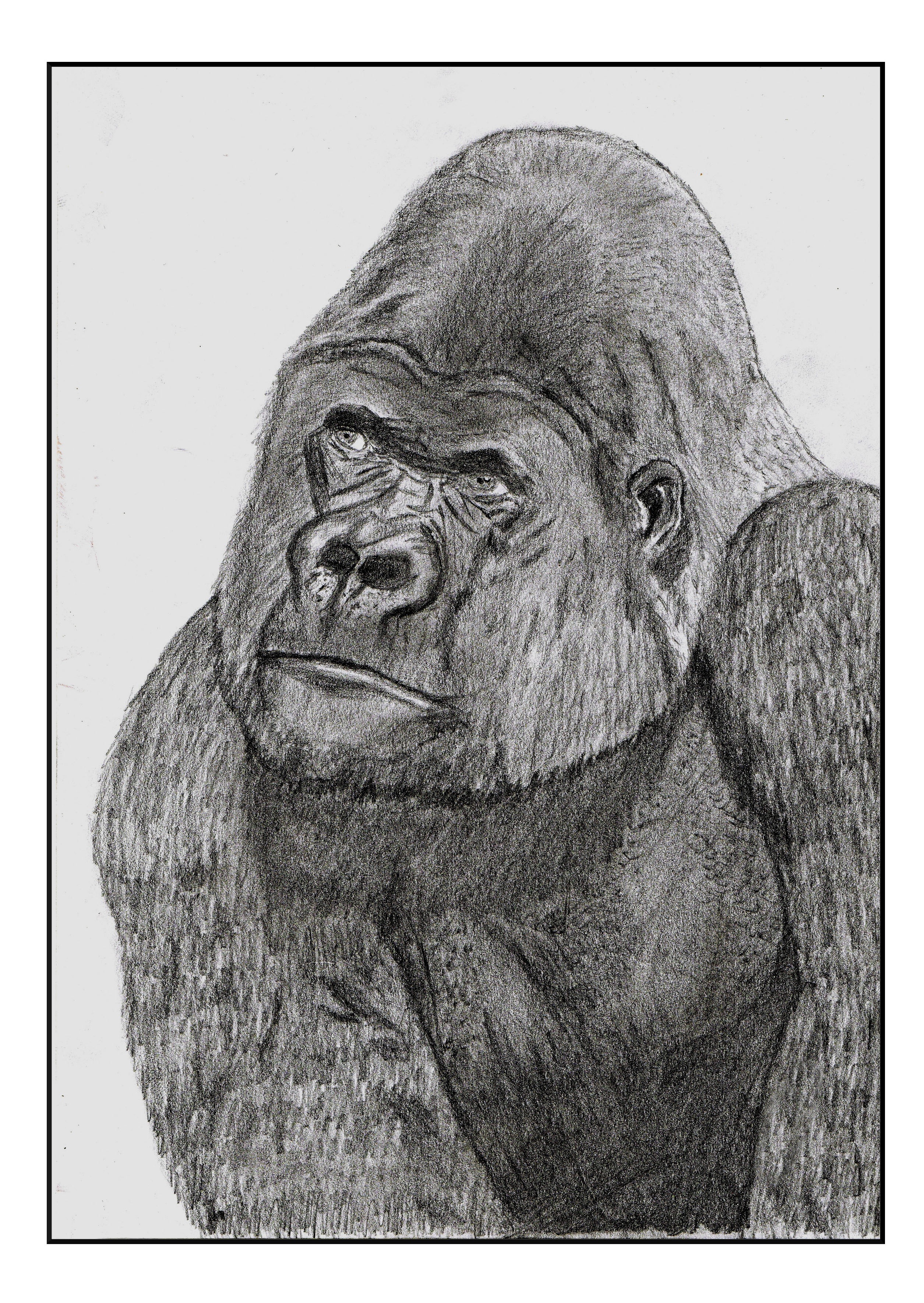 Creative bloq is supported by its audience. Gorilla Animal Pencil Drawing Free Image Download