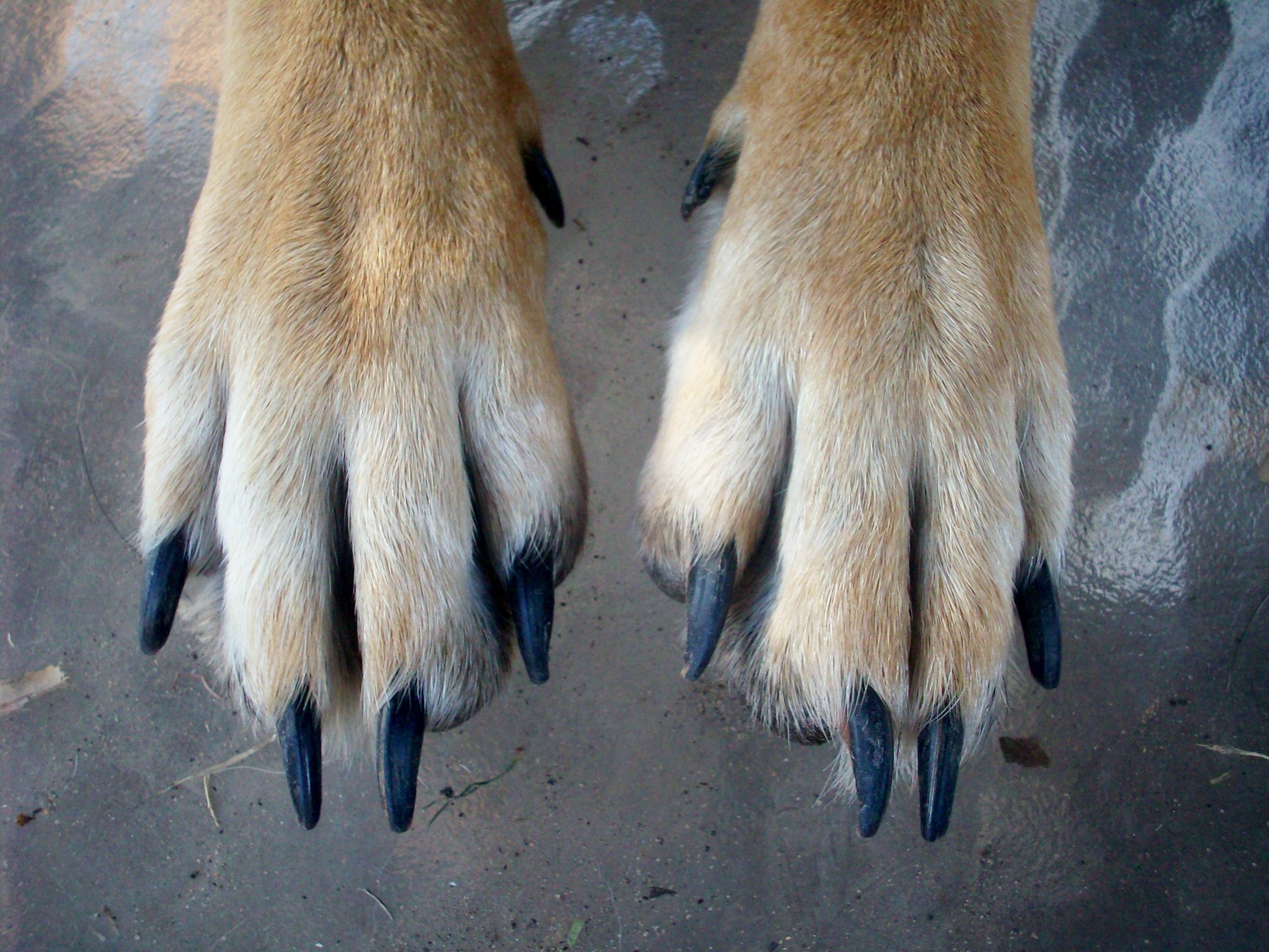 Paws dog free image download