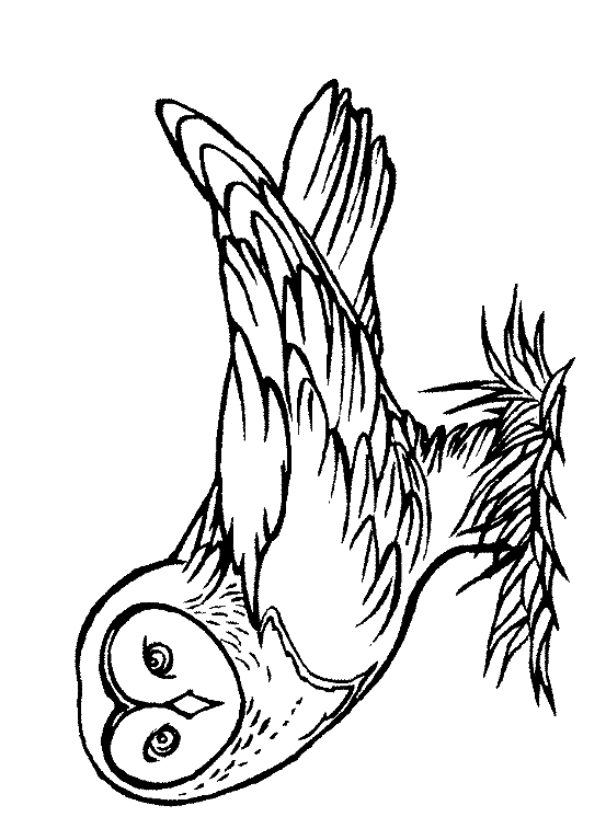 Harry potter's owl hedwig coloring . Harry Potter Owl Coloring Pages Free Image Download