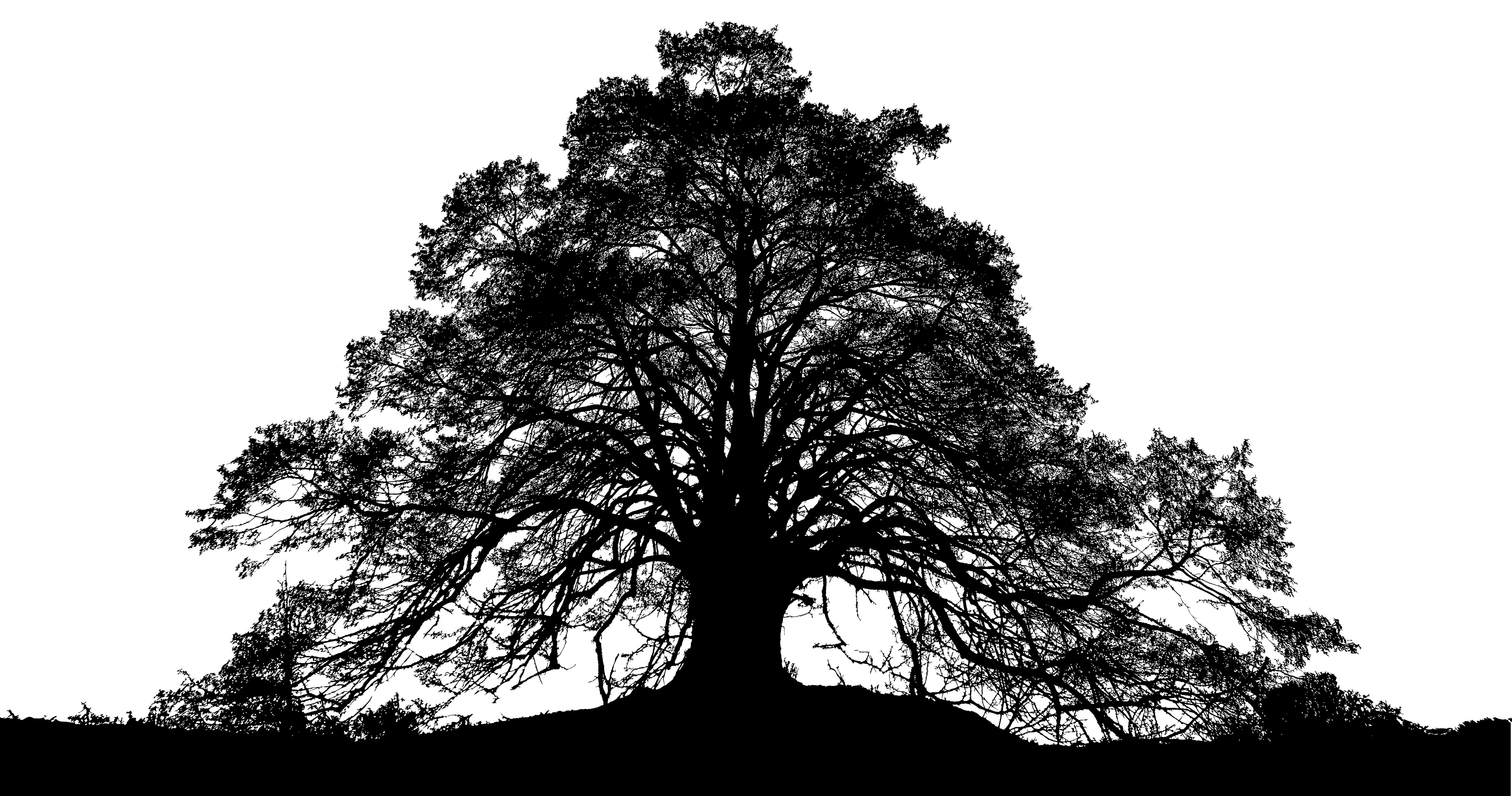 Forest trees silhouettes landscape illustration collection background vector. Forest Trees Silhouette Drawing Free Image Download