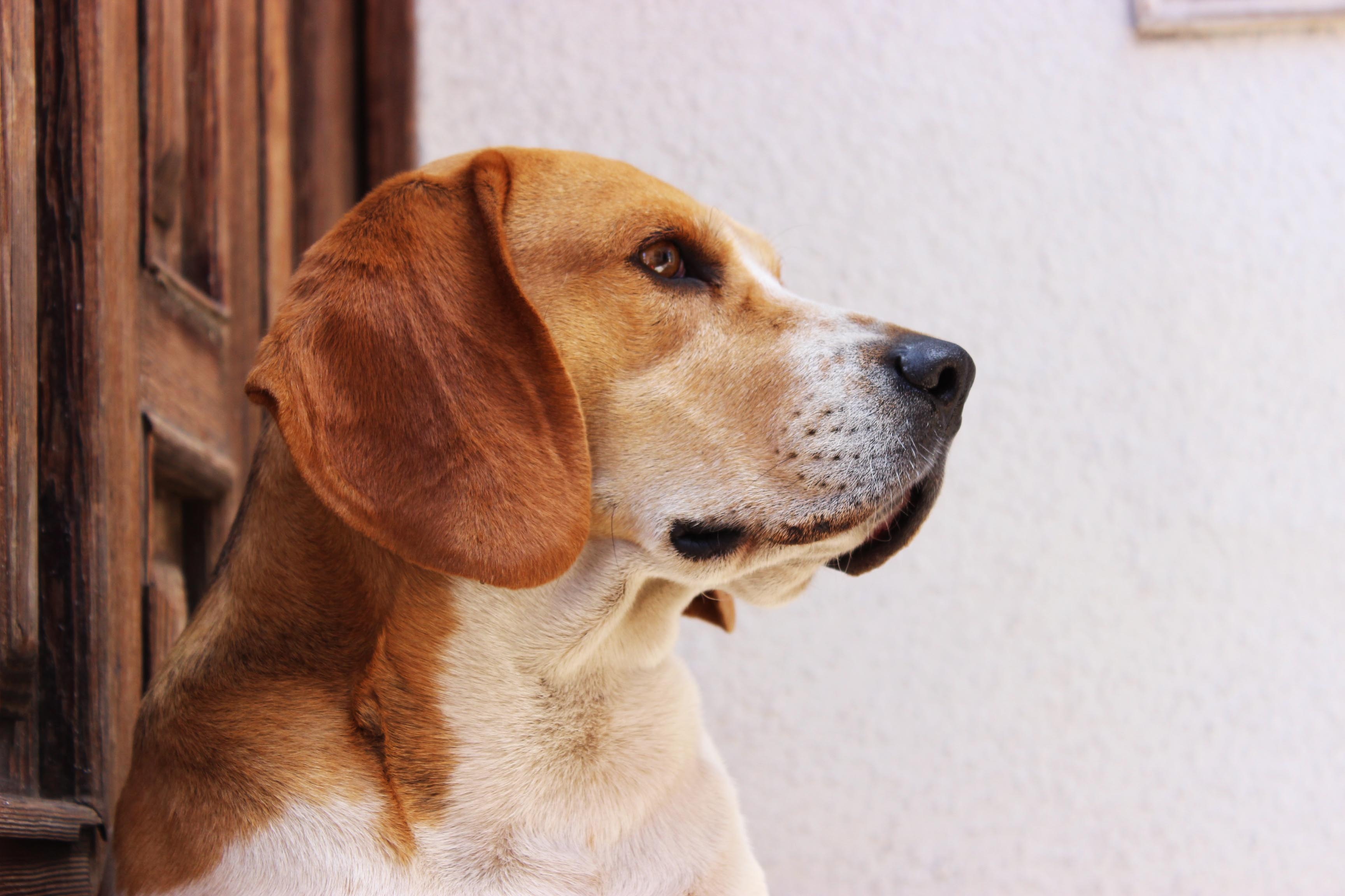 Canine dog pet free image download