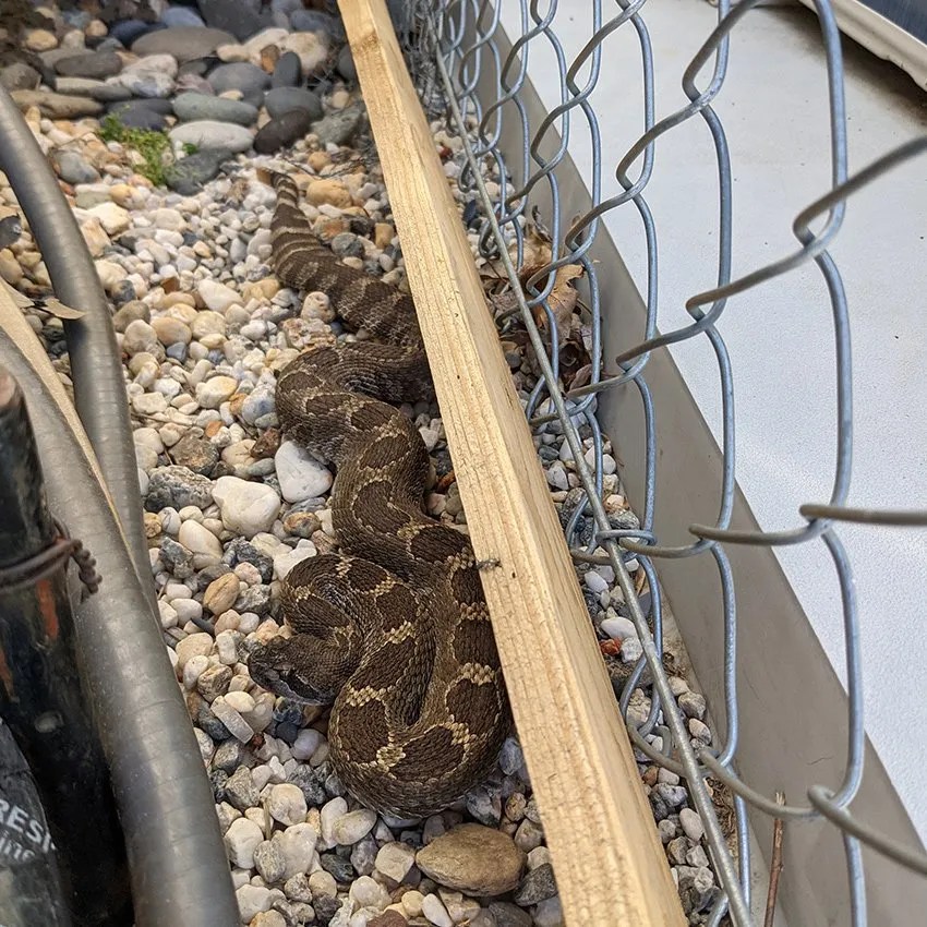 Colfax Rattlesnake Removal