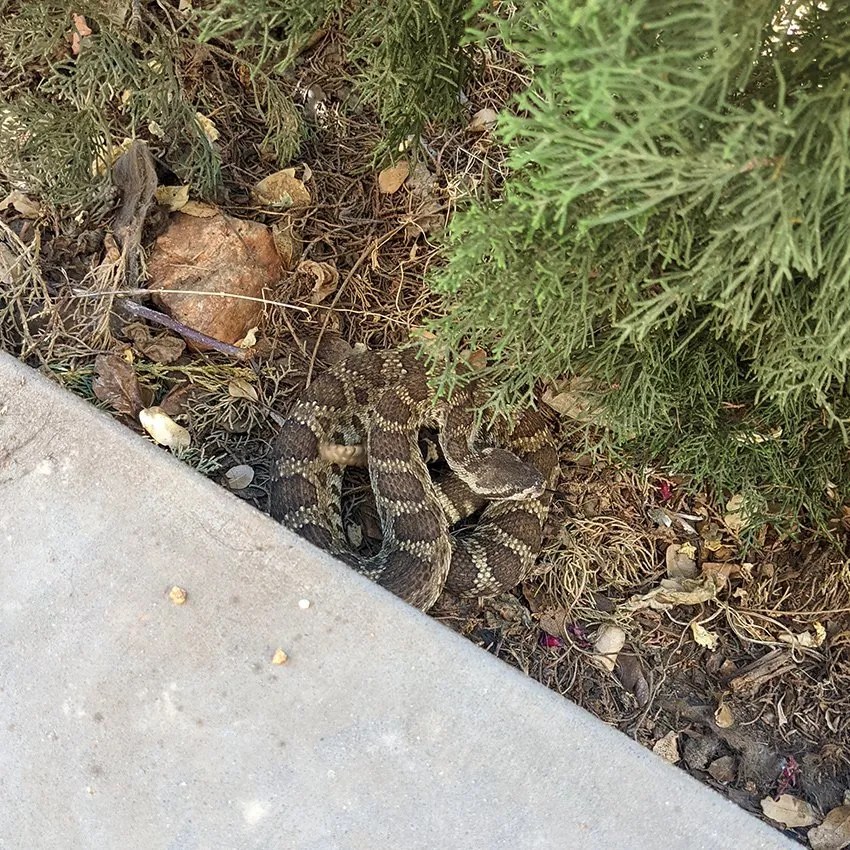 Newcastle Rattlesnake Removal