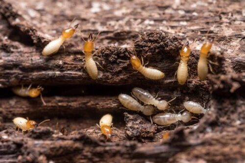 Close up termites or white ants