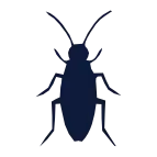 cucaracha square