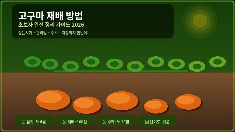 고구마 재배 방법 초보자 완전 정리