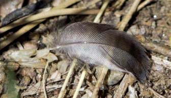 Feather