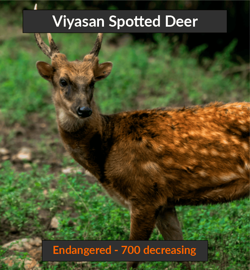 deer1