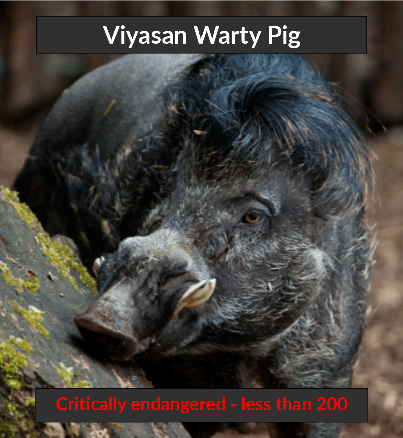 piggy1