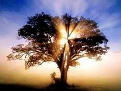 Dominionists – The Mighty Oak Is Not Always a Good Thing