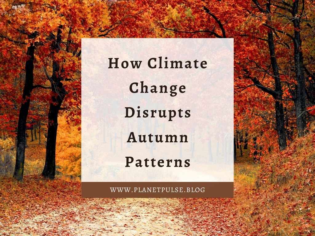 How Climate Change Disrupts Autumn Patterns