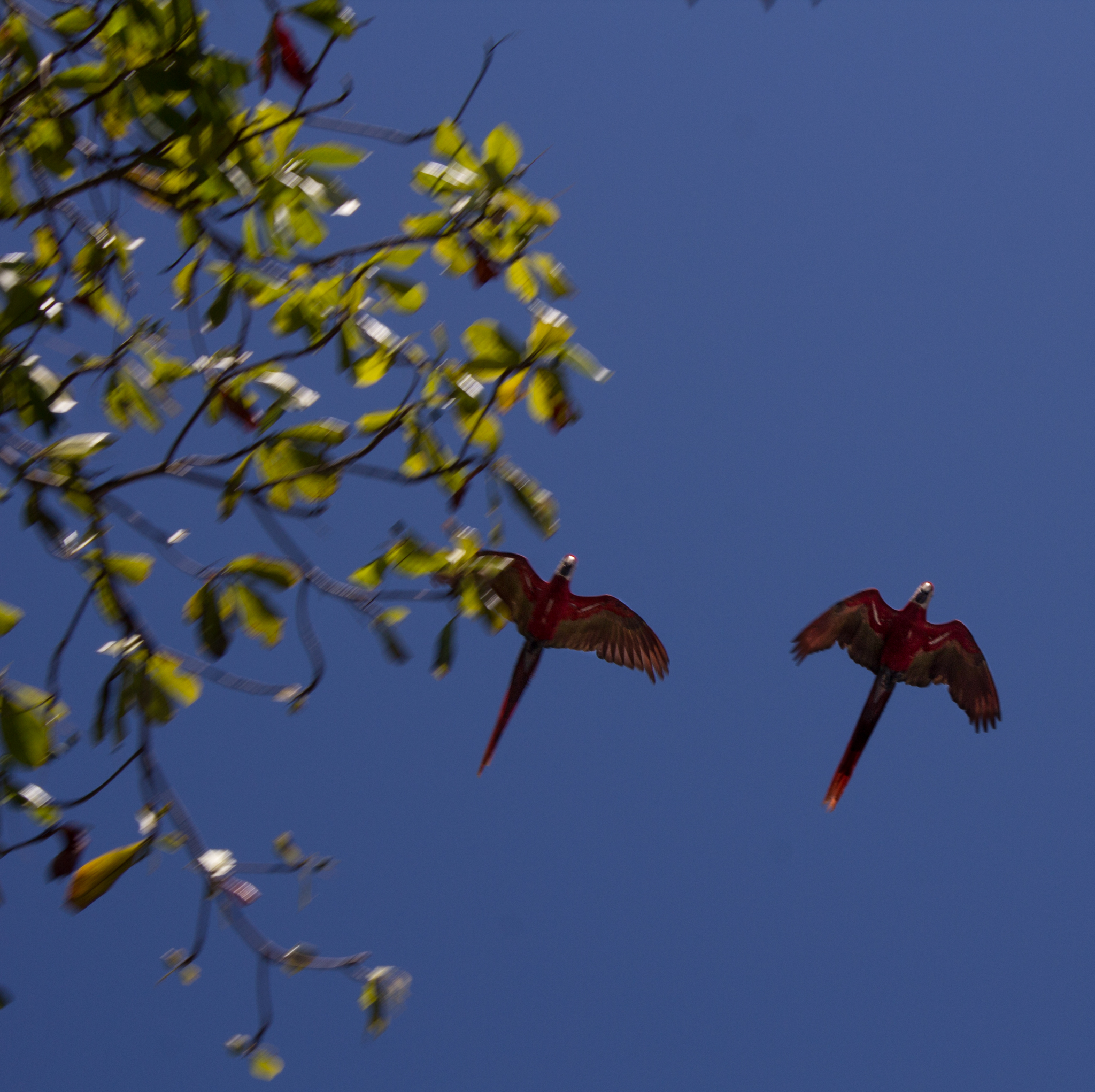Osa Peninsula wildlife