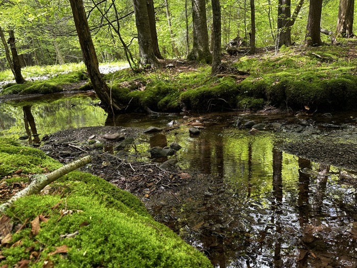 a small stream through the woods that has to be crossed along the Huckleberry Point Trail