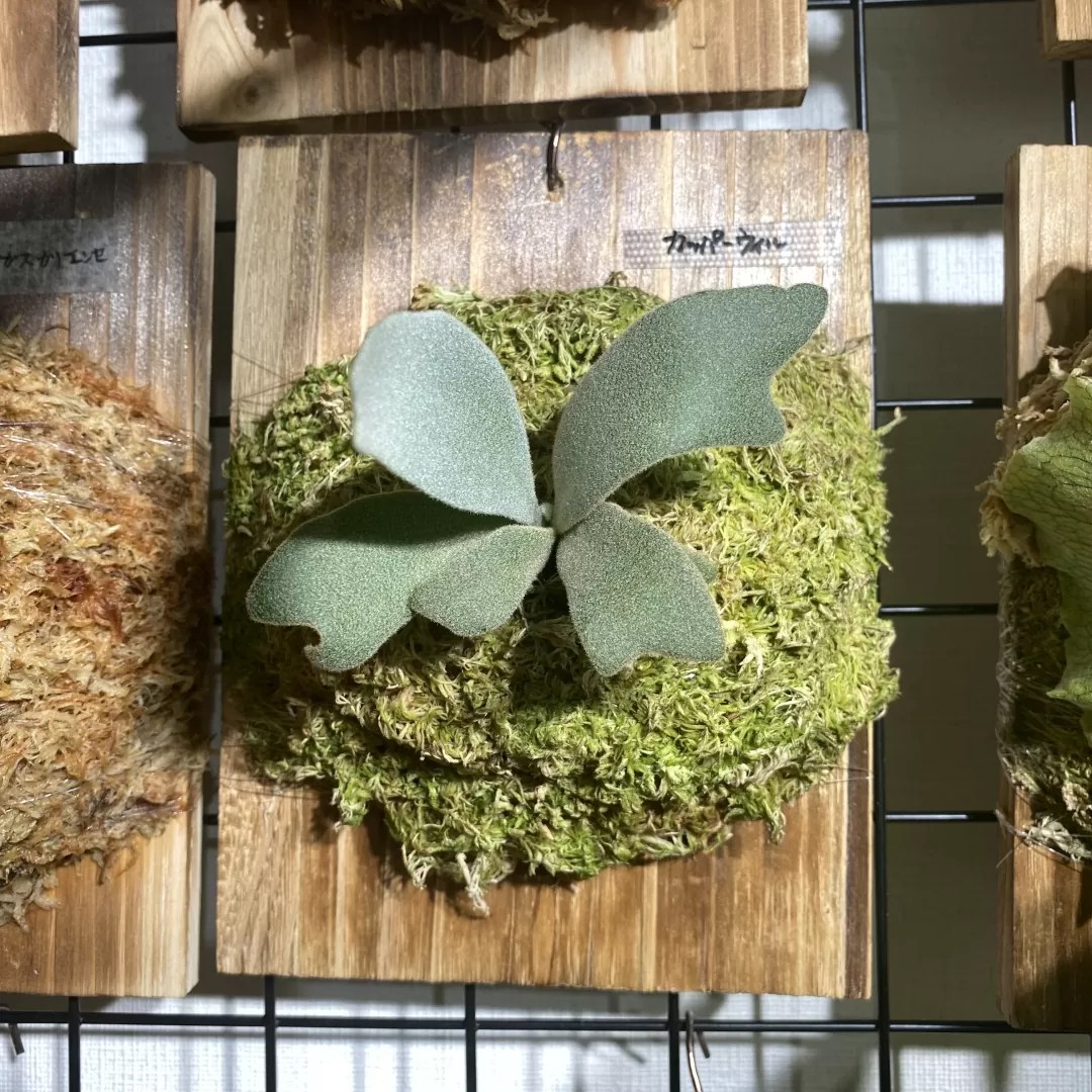 P. willinckii 'Copper Will' (OC)ビカクシダ 公式ショッピングサイト