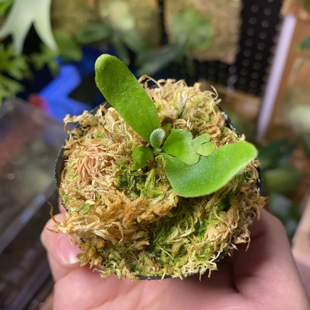 P willinckii Yellow Moon oc株分け苗ビカクシダ Yellow moon dwarf