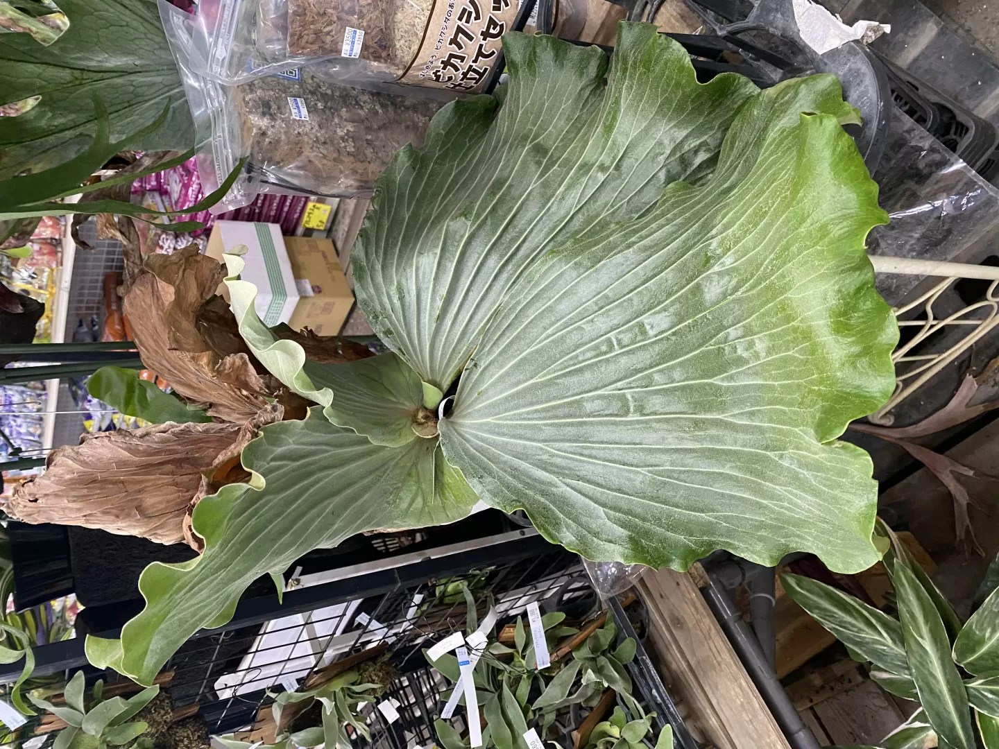 ◎＿◎；）☆ビカク野郎☆ coronarium 'Wai Wai' ☆超極細☆胞子蒔き