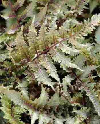 Athyrium niponicum ‘Metallicum’