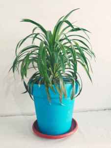 Yucca Shower Plant