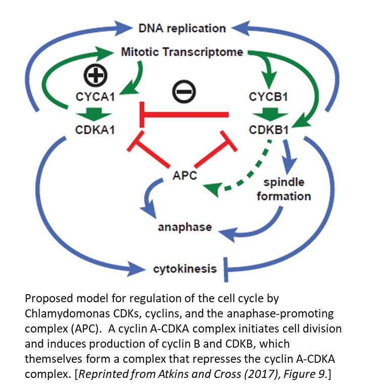 Cell Cycle True False Questions I Was Wondering If Chegg 
