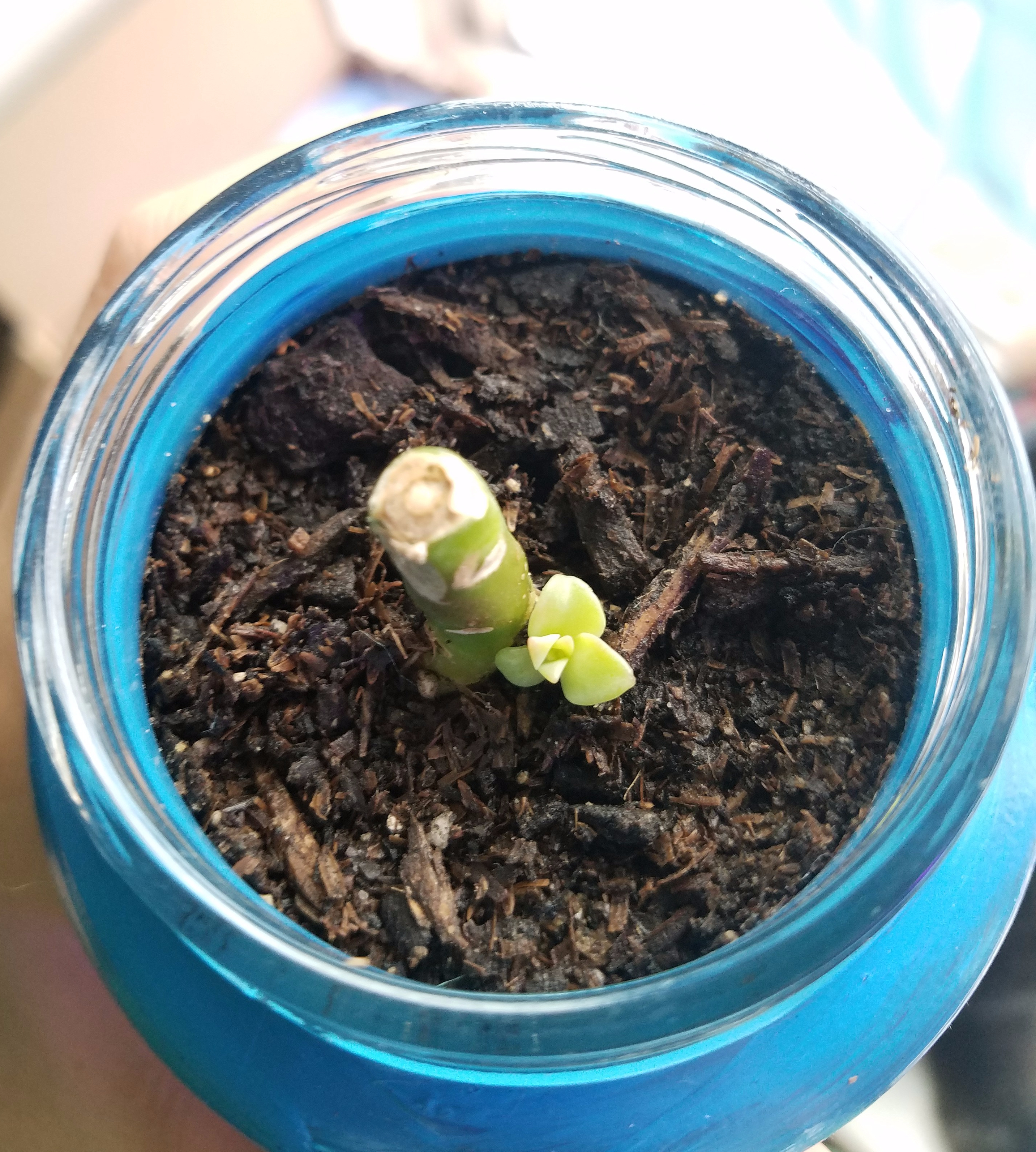 My Graptoveria Fred St. Ives when it started sprouting a propagation. Photo by: Selina Quick
