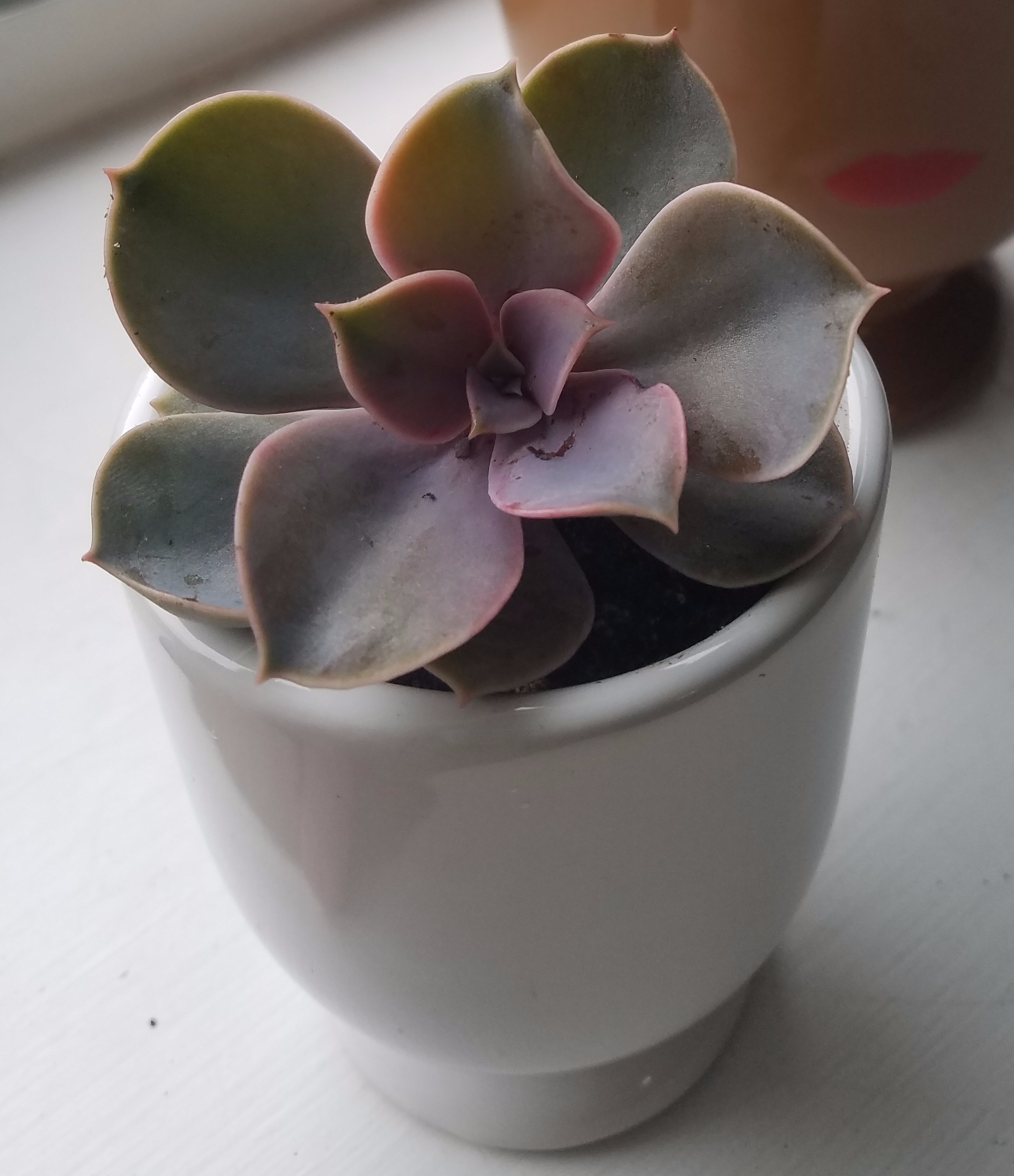 Echeveria "Fred St. Ives"