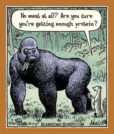 But, where do you get your protein??? - Plant Based Gal