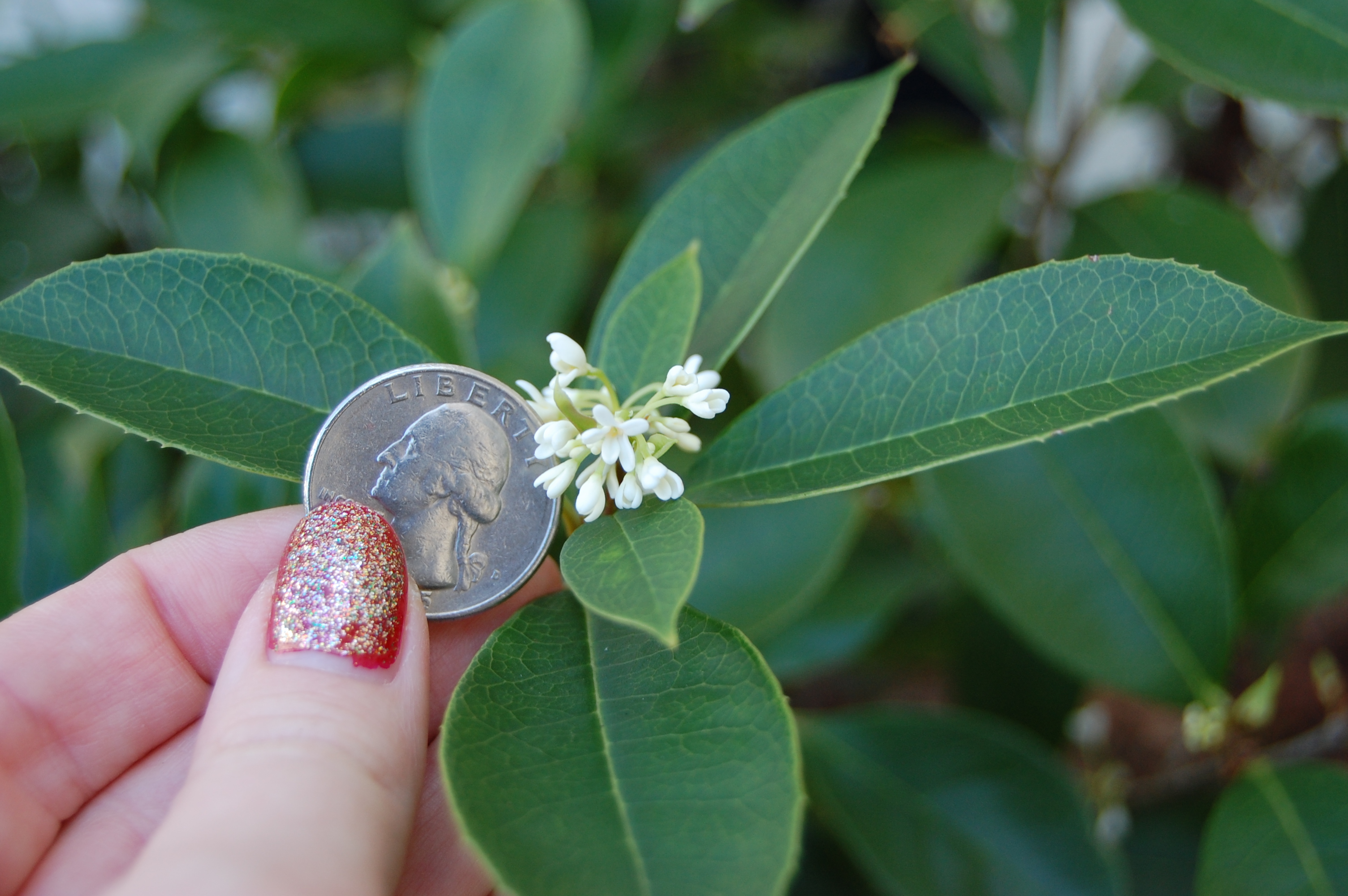 How To Grow Tea Olive Hgtv